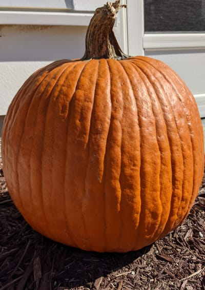 Smashed Pumpkin Face