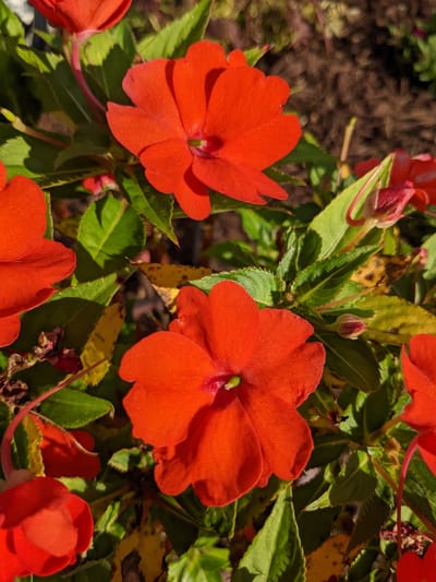 Birthday Lunch...Wrong Car