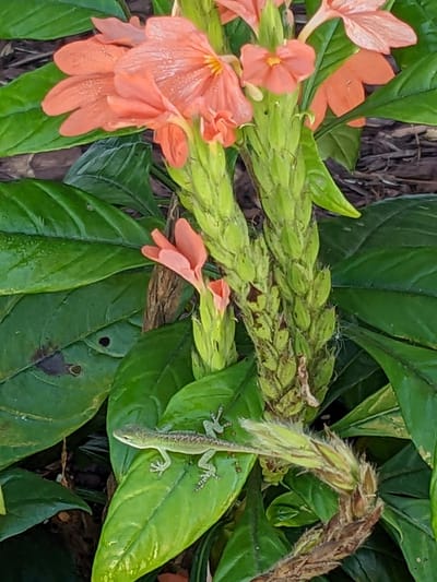 Leaping Lizard Under the Cushion