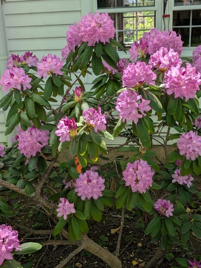 I Thank God for Grandkids and Hummingbirds