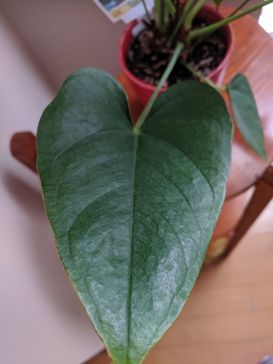 When Bop needs to shave...