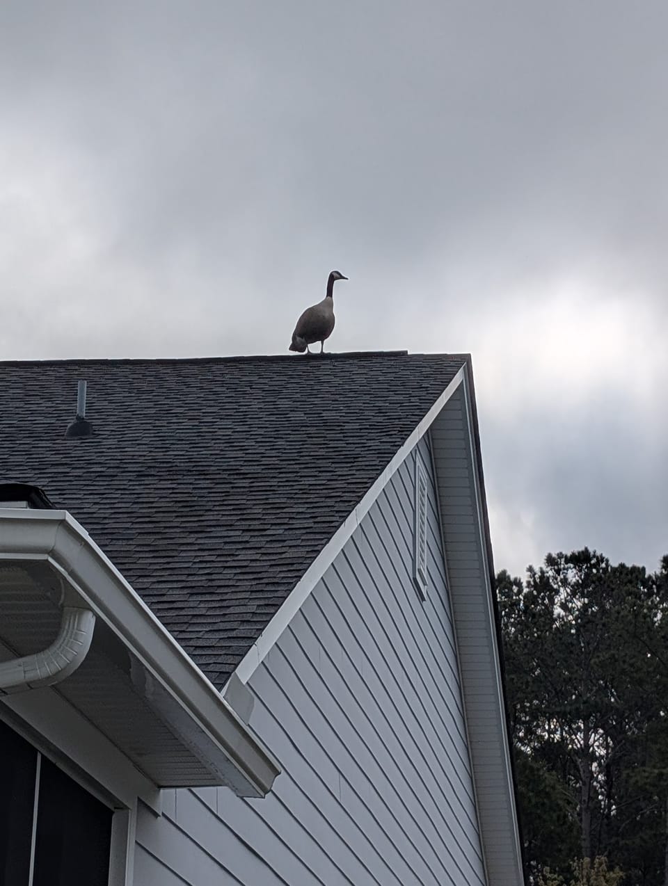 The House Sitting Goose